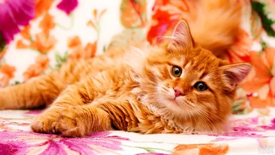 бенгальский кот :: кот / смешные картинки и другие приколы: комиксы, гиф  анимация, видео, лучший интеллектуальный юмор.