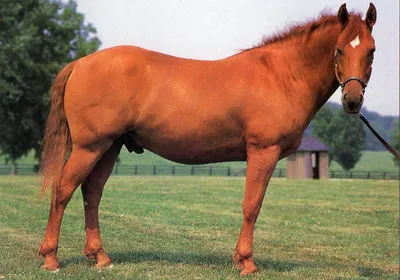 Рыжий конь фото 
