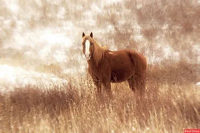 рыжий конь стоковое фото. изображение насчитывающей лошадь - 227843596