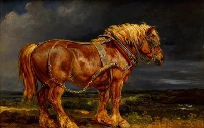Красивая рыжий конь с красивыми волосами бежит на раковине Стоковое Фото -  изображение насчитывающей отечественно, напольно: 261272472