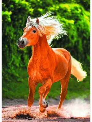 Рыжий конь в интернет-магазине Ярмарка Мастеров по цене 4000 ₽ – UIHB2RU |  Картины, Ярославль - доставка по России