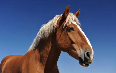 000 Hobby Home Молодой рыжий конь