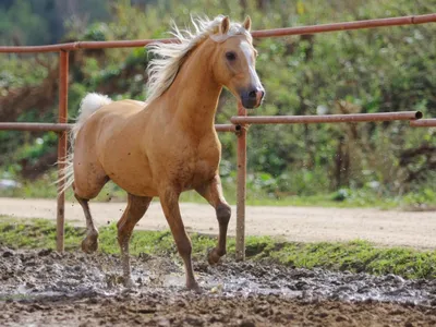 Скачать обои лошади, рыжий, конь, horse, red разрешение 1280x800 #36866