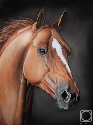 Рыжий конь» картина Цыбиковой Ники (карандаш) — заказать на ArtNow.ru