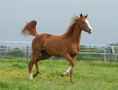Рыжий конь - красивые фото