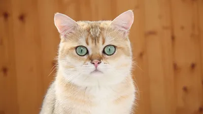 Картинки рыжий кот, пушистый, оранжевые глаза - обои 1280x800, картинка  №3825