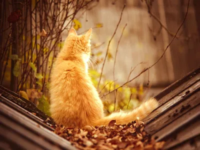 Фотография кошка рыжий кот животное