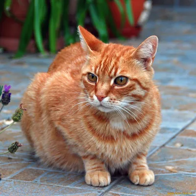Антропоморфный рыжий кот Мейн-кун в…» — создано в Шедевруме