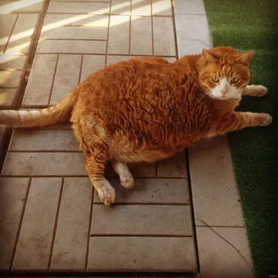 Fat Cat Art: Как большой рыжий кот стал частью великого искусства - artflash