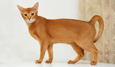 Рыжий кот порода фото 