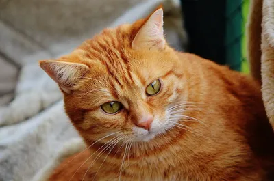 Рыжие породы кошек: самые популярные породы кошек с рыжим окрасом - фото
