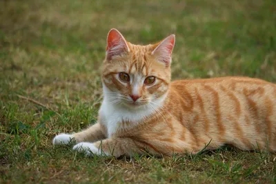 Породы кошек рыжего окраса - 65 фото