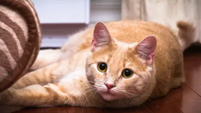 Рыжий котенок порода - 76 фото