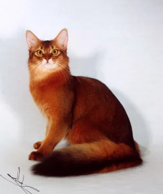 Порода рыжих котов с желтыми глазами - картинки и фото koshka.top