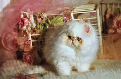 Породы рыжих кошек с фотографиями и названиями | Сайт «Мурло»