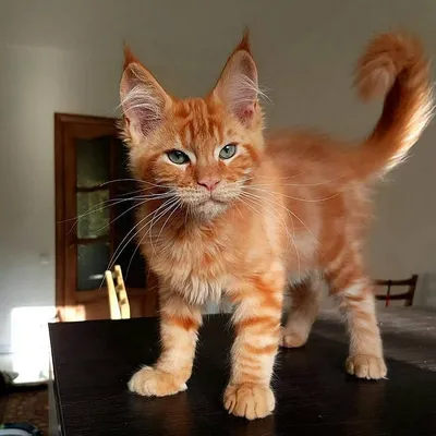 Рыжий кот породы мейн кун, купить в питомнике - Сaramelcat