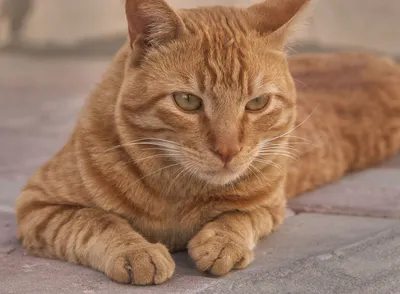 Беспородные кошки и Метисы - «Рыжий кот - примета счастья - Обновлен!  Нашлась коту напарница Лада - богиня любви и красоты? Моя котомания. » |  отзывы