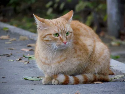 Породистый рыжий кот - картинки и фото koshka.top