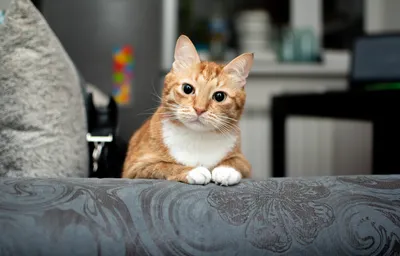 Рыжий сибирский кот: фото, описание породы