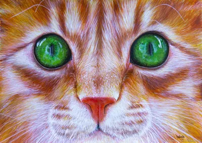 Рыжий полосатый кот порода - картинки и фото koshka.top