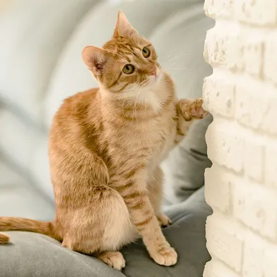Беспородный рыжий кот - картинки и фото koshka.top
