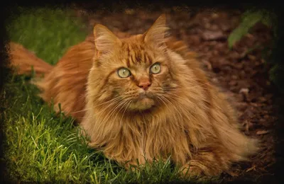 Сибирская рыжая кошка - 66 фото