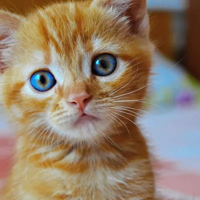 Сибирский гладкошерстный рыжий кот - красивые фото