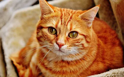 Улыбающийся толстый рыжий кот порода…» — создано в Шедевруме