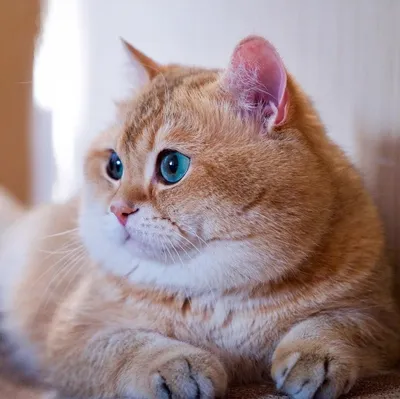 Порода кошек с щечками - картинки и фото koshka.top