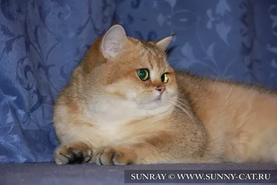 Потерялся рыжий кот в депутатском микрорайоне, порода мейн-кун — Потеряшка  НСК