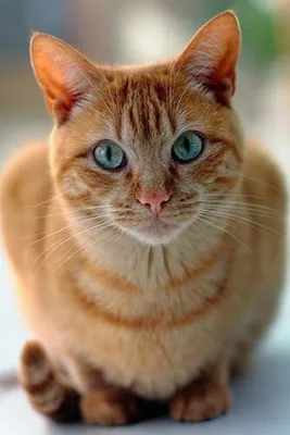 Рыжий кот с голубыми глазами порода - картинки и фото koshka.top