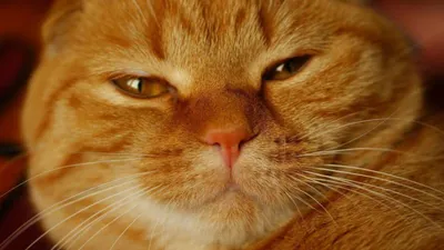 Фото рыжих британских котят и кошек с описанием - SunRay