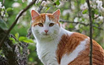Рыжие коты (50 фото): какие породы