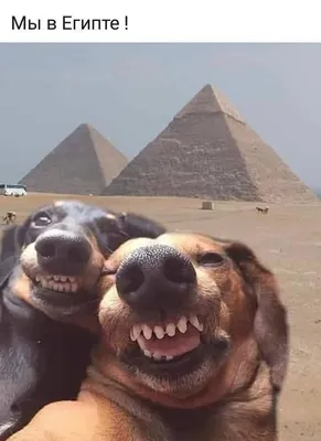 45 забавных фотографий собак, которые поднимут вам настроение