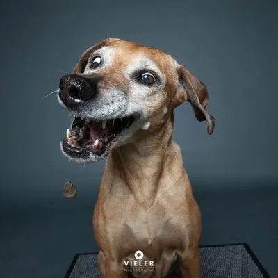 Смешные фото собак — собаки позируют на камеру — забавные животные