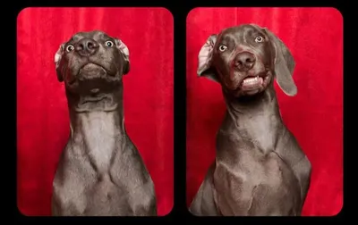 Смешные картинки про собак с надписью (79 фото)