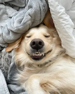 Самые смешные фото собак из интернета. ФОТО
