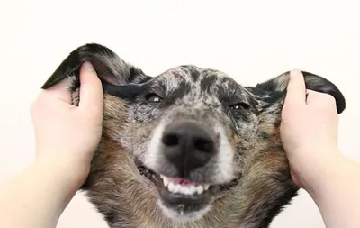 Они умеют улыбаться: 50 забавных фото собак, которые сделают ваш день | WDAY