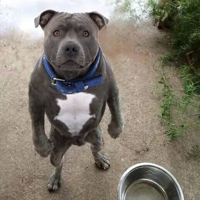 Самые смешные фотографии собак, которые стали популярны в интернете