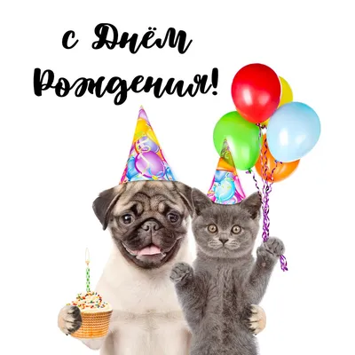 Букет воздушных шаров «С днём рождения, Кот Ворчун!» купить в Уфе с  доставкой
