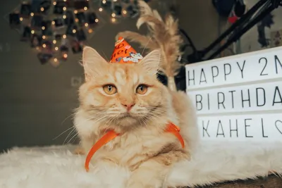 Кот поздравляет с днем рождения» — создано в Шедевруме