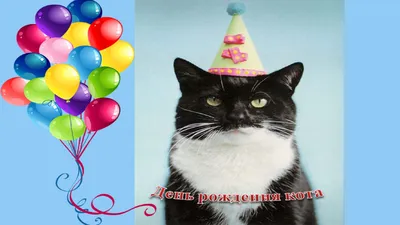 4шт открытка кот сфинкс С днем Рождения Мохнатый Гав 95523102 купить за 225  ₽ в интернет-магазине Wildberries