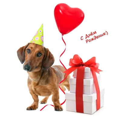 Купить конверт для денег С Днем рождения! глиттер, собаки, шары, цены на  Мегамаркет | Артикул: 100032033532