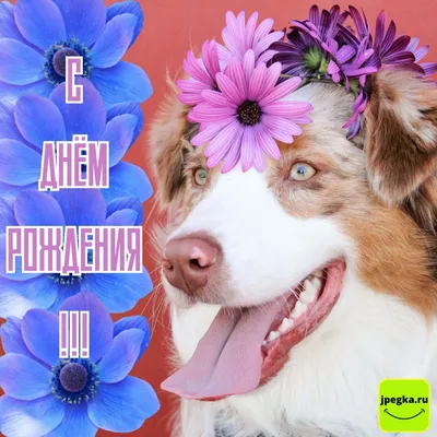 С днем рождения петь собаки Стоковое Фото - изображение насчитывающей  счастливо, юмористика: 54087328