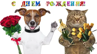 Собака и надпись - Наташенька, с днём рождения
