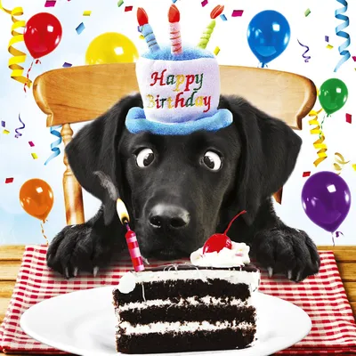 Открытки с Днём рождения с собаками: 65 картинок