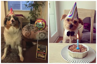 Поздравления на праздник «Всемирный день собаки» (25 открыток)