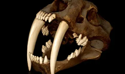Доисторический саблезубый тигр: огромные клыки могли мешать охоте
