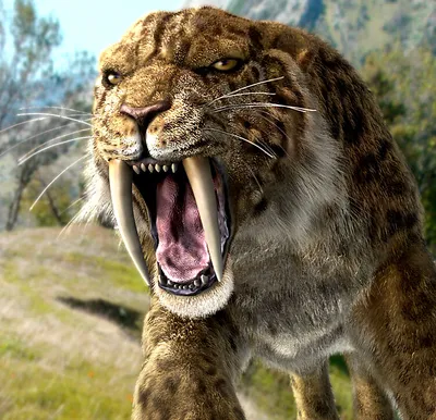 Саблезубый тигр - опасный хищник | STAR TV | Дзен