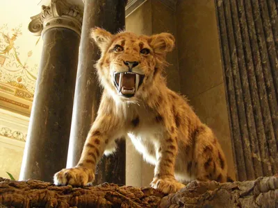 Статуэтка Саблезубый тигр